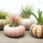 plants