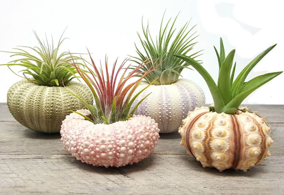 plants