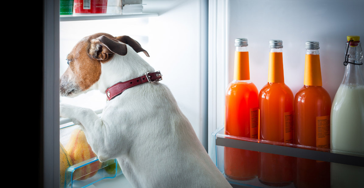 A white dog looking inside an open refrigerator