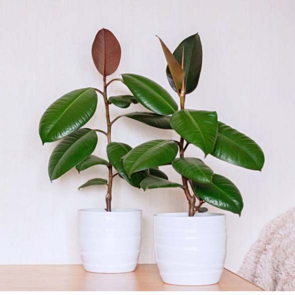 two rubber plant trees in white pots