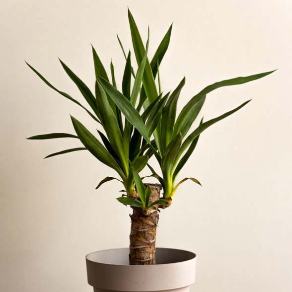 Yucca Cane in a gray pot