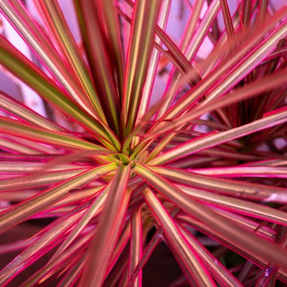 Red edged dracaena plant