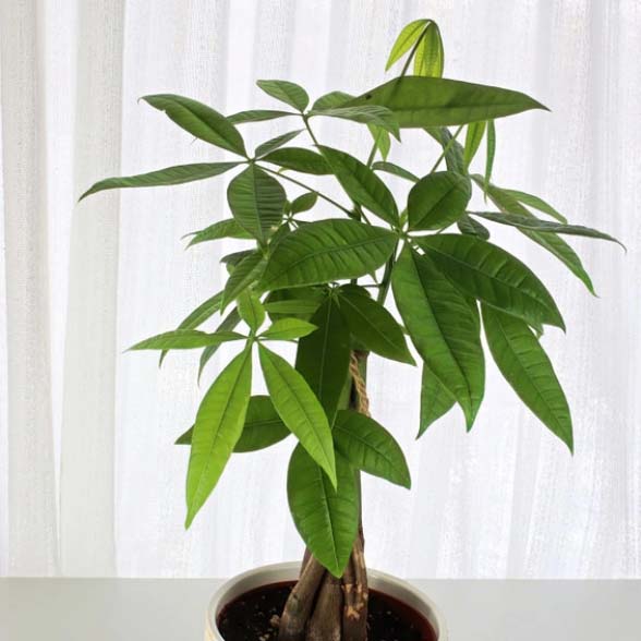 Money plant tree in a pot near the window