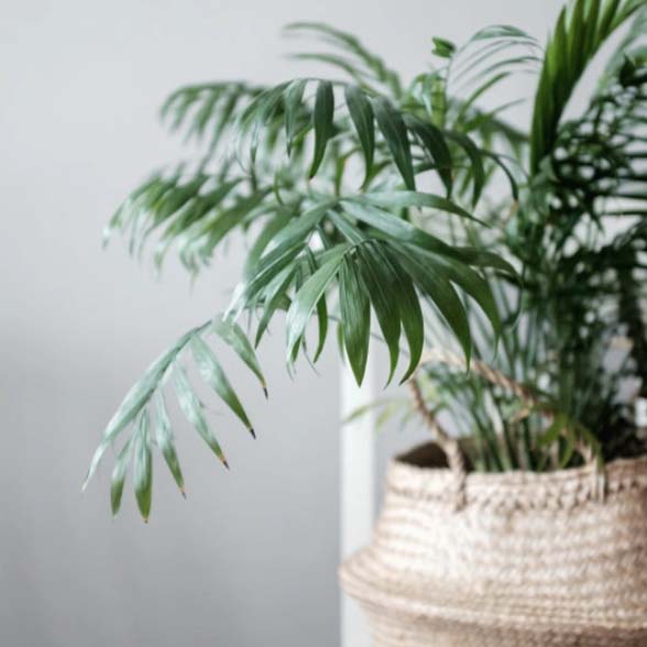 Bella palm plant in a basket pot
