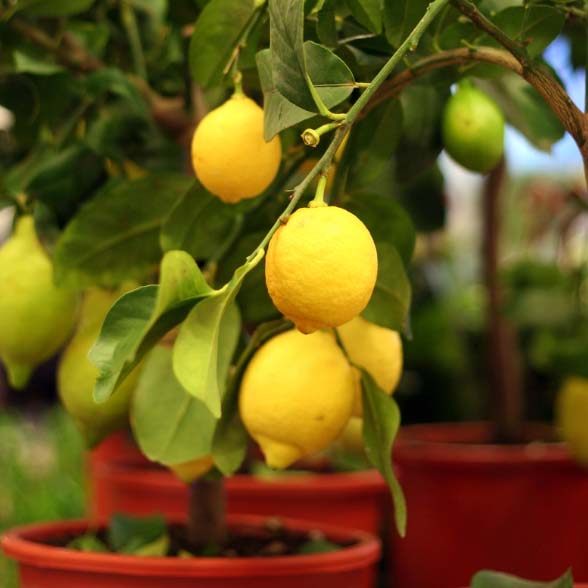 indoor lemon tree with fruits in a pot