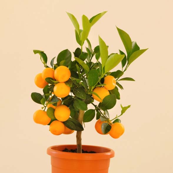 indoor orange tree with fruits in a pot