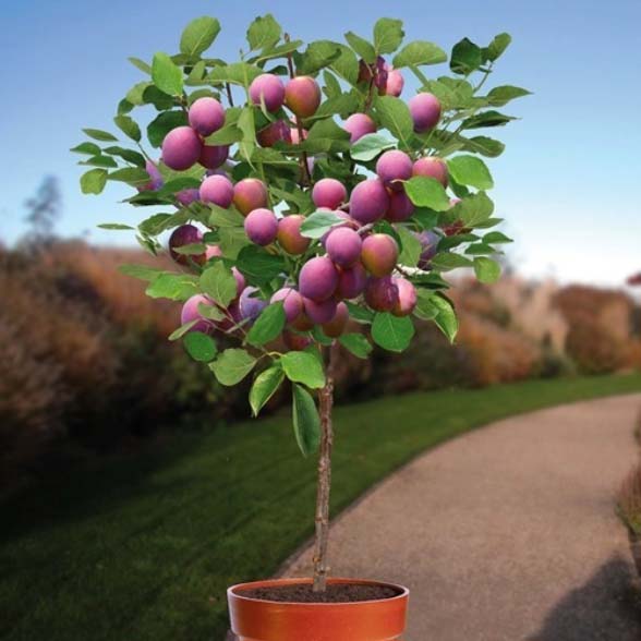 methley plum fruit tree in a pot