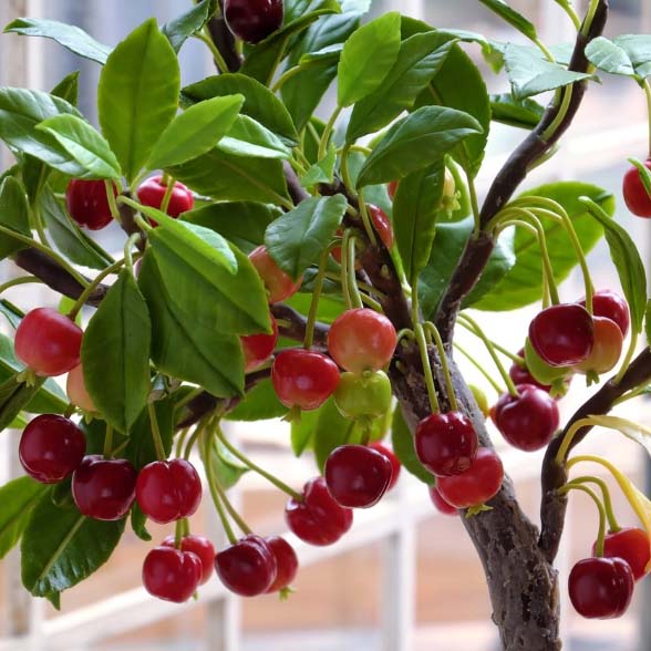 Romeo dwarf cherry tree with fruits