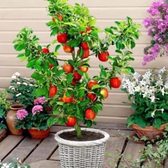 red apple tree with fruits in a basket pot